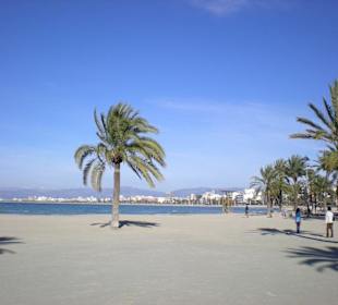 Palmenstrand von El Arenal im Januar