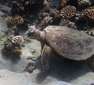 Черепаха Бисса в 30 метрах от берега