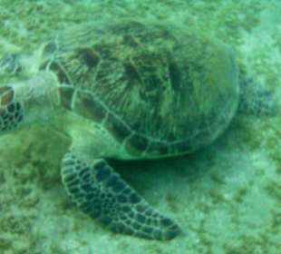 Schnorcheln Marsa Alam