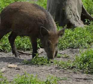 Naturwildpark Granat