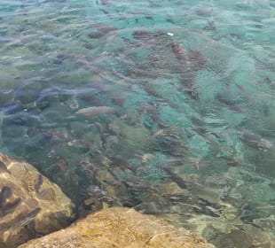 Bucht von Cala Fornells