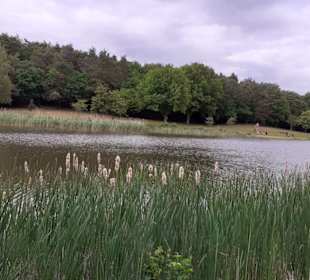 Seewoog in Ramstein-Miesenbach