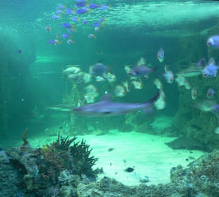 Panoramabecken im Sydney Aquarium