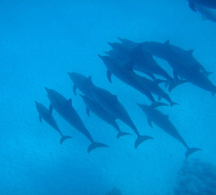 Satayi Dolphin House