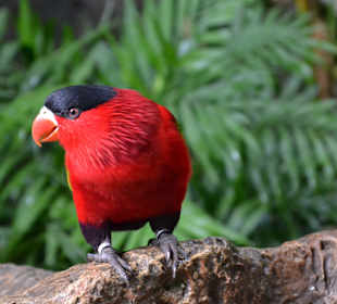 Warten im Loro Parque