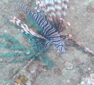 Wrack Tanja 5 
