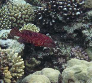 Beim Schnorcheln am Riff