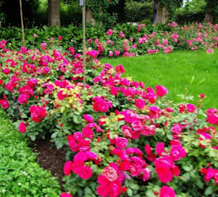 Überall Rosen