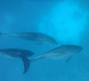 Traumhaft - Delfinausflug Mai 2014