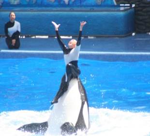 Shamu-Show