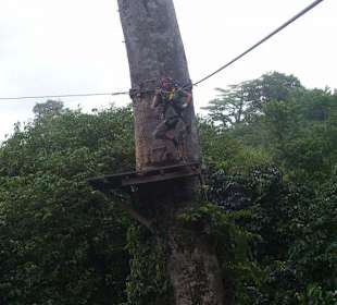 Plattform auf einem Mammutbaum