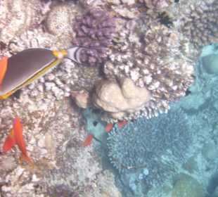 Fisch am Tulip Resort