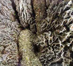 Blattschneiderameisen in Schloss Trauttmansdorf