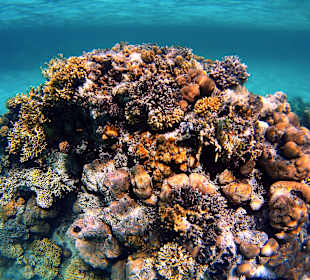 Schnorcheln Marsa Alam