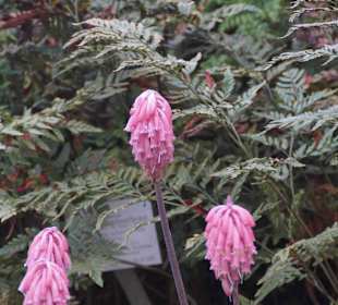 Anlage Planten un Blomen