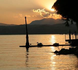 Sonnenuntergang mit Schwanenpaar