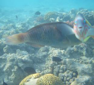 Riff Hotel Fort Arabesque