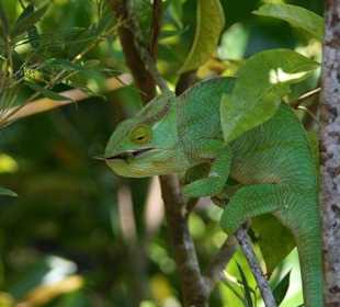 Im Zoo von Sainte Marie