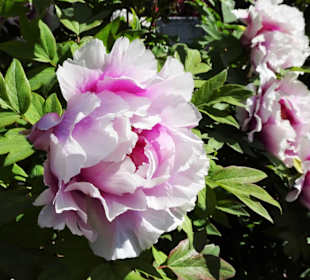 Eindrücke vom Spaziergang durch den Stadtpark