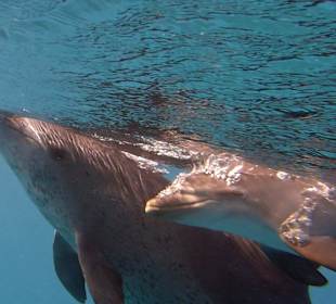 Delfintour 11.10.2013