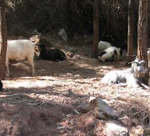 Man staring at goats - Loryma Wandertour