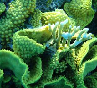 Eien von vielen unterschiedlichen Korallen