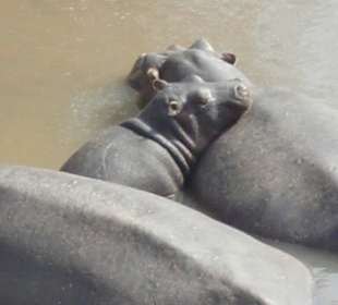 Mama mit Baby, ist das schön kuschlig