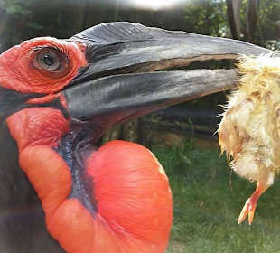 Schau mal mein Futter