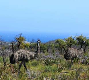 Emus 