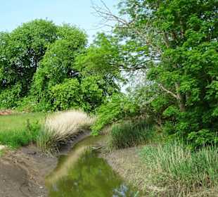 Impressionen von der Luneplate