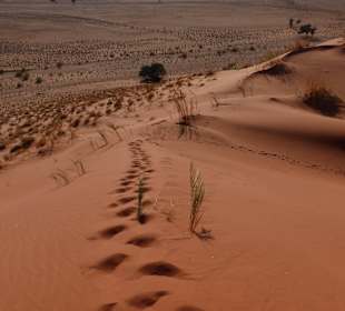 Spuren im Sand