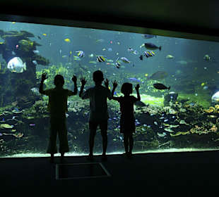 Nausicca aquarium - @Alexis Rosenfeld 