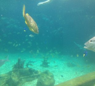 Disney's Typhoon Lagoon