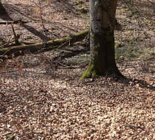 Geologischer Lehrpfad Kirnbachtal