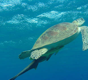 Unterwasserwelt in Marsa Alam