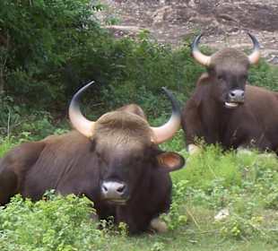 Wasserbüffel im Bannerghata National Park