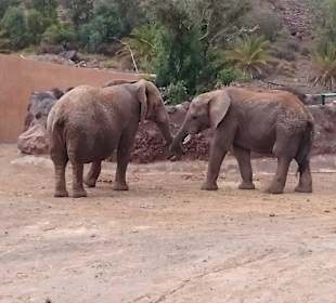Bild aus dem schönen Oasis Park