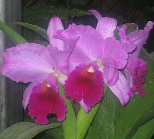 Orchidee