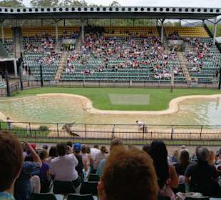 Krokodilshow im Crocoseum