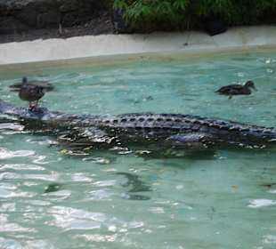 Das Spielzeug der Enten