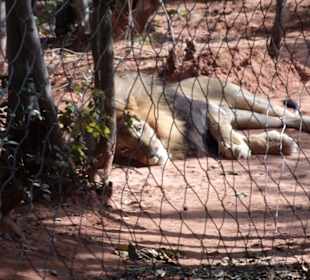 Großkatzen sediert im Gehege