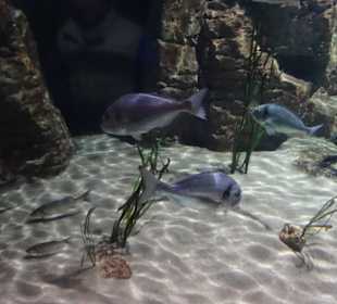 Im Aquarium unterwegs