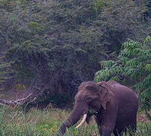 Yala Sri Lanka