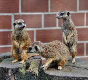 Zoo Dortmund