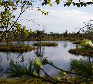 Bohlenweg durchs Kemeru-Moor