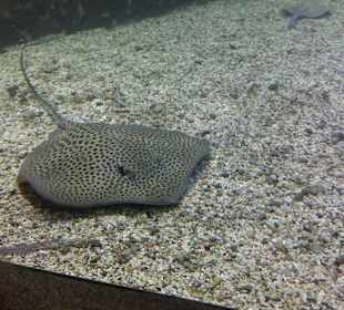 Stadtrundfahrt Aquarium