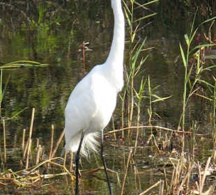 Everglades National Park: Anhinga Trail