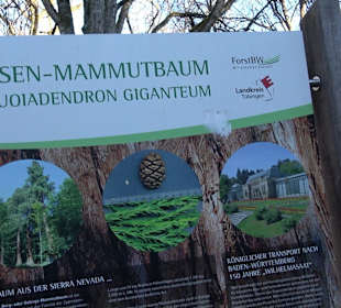 Naturdenkmal Mammutbaum