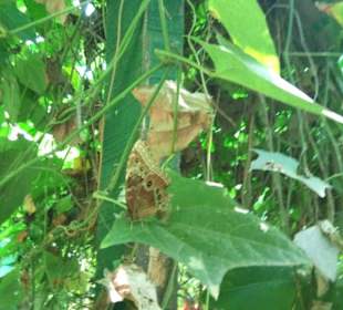 Im Schmetterligszelt