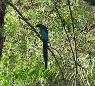 Gartenanlage Senegambia Hotel